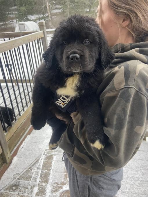 Saint bernard / Labrador