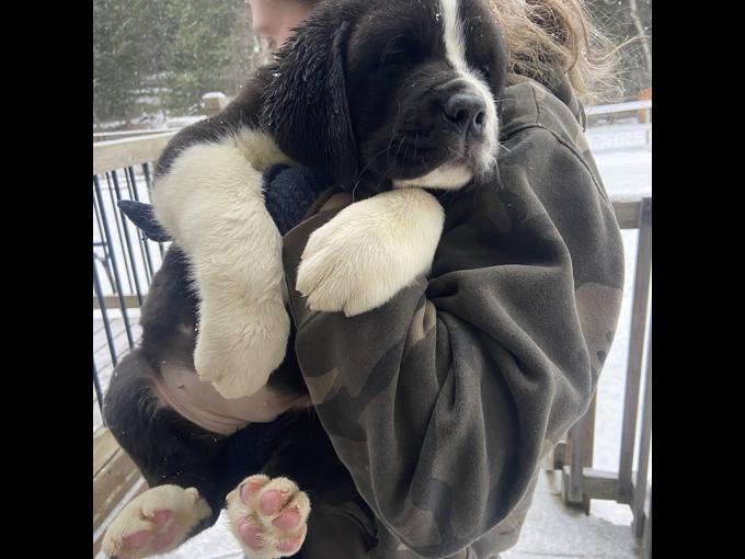 Saint bernard / Labrador