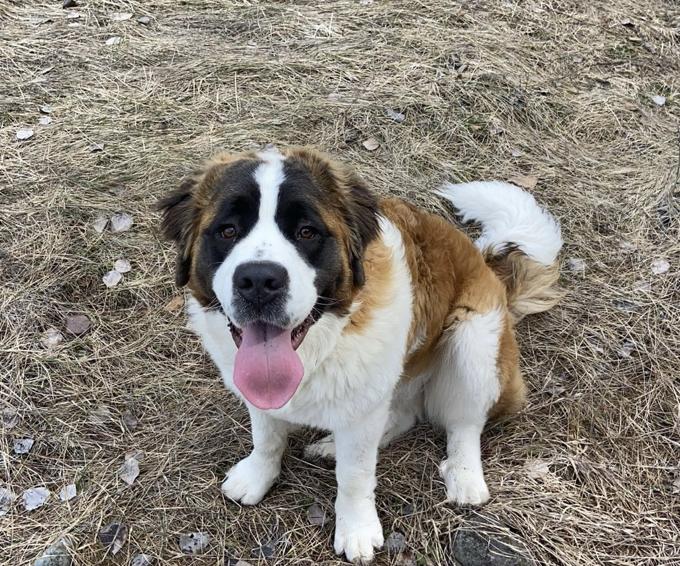 Saint bernard / Labrador