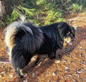 Tibetan mastiff