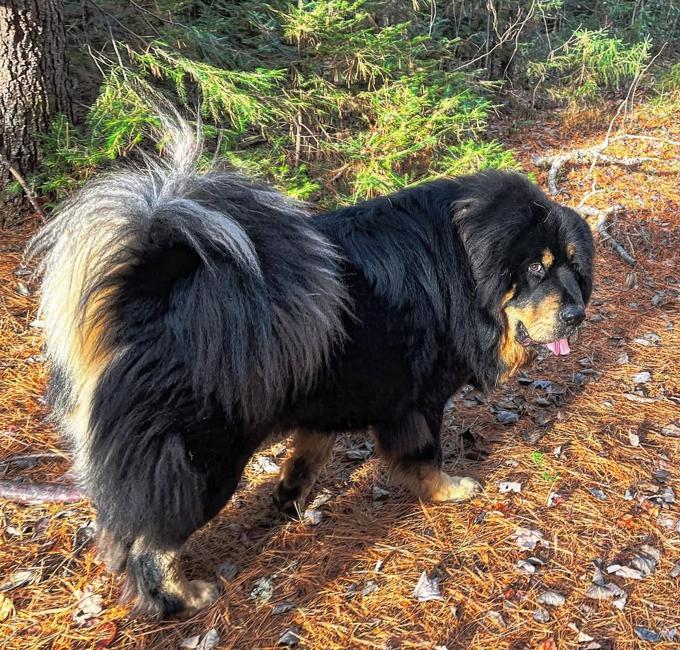 Tibetan mastiff
