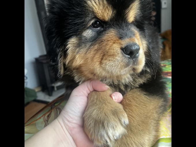 Tibetan mastiff
