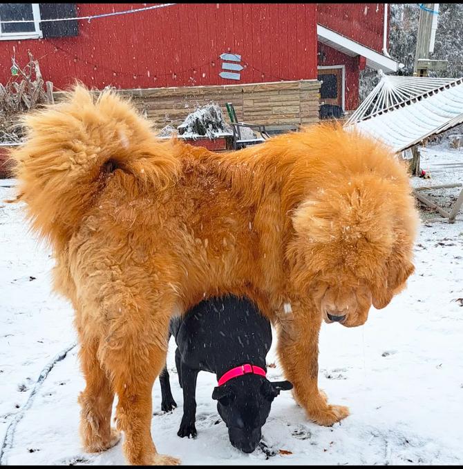 Tibetan mastiff