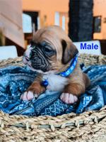 Boxer