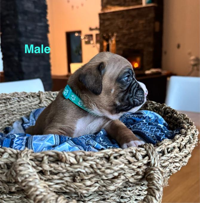 Boxer
