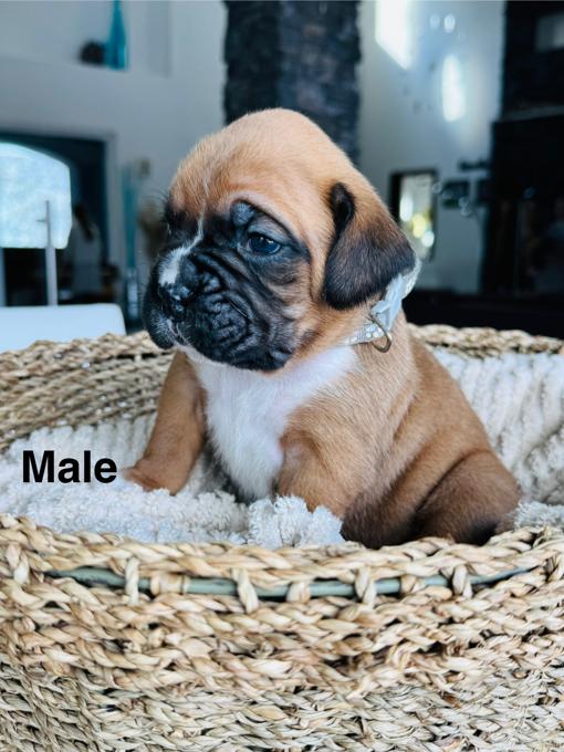 Boxer