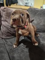 Shepherd boxer collie mix