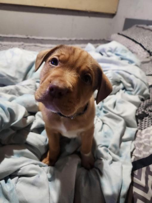 Shepherd boxer collie mix