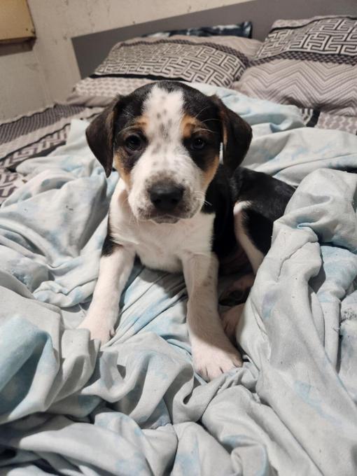 Shepherd boxer collie mix