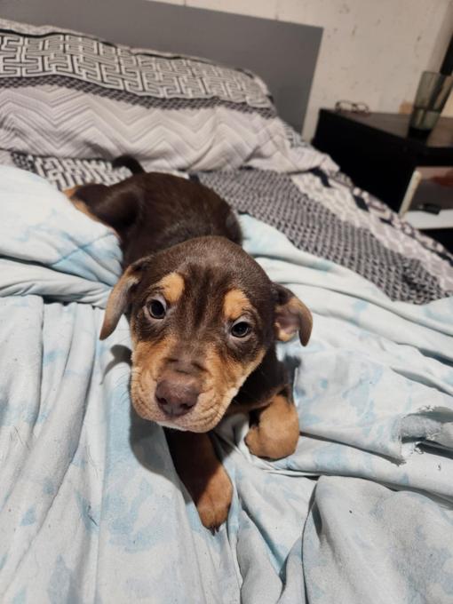 Shepherd boxer collie mix
