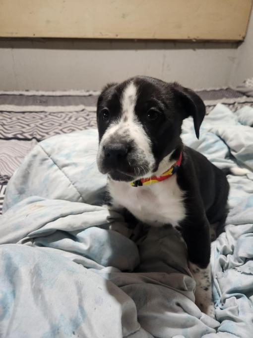 Shepherd boxer collie mix