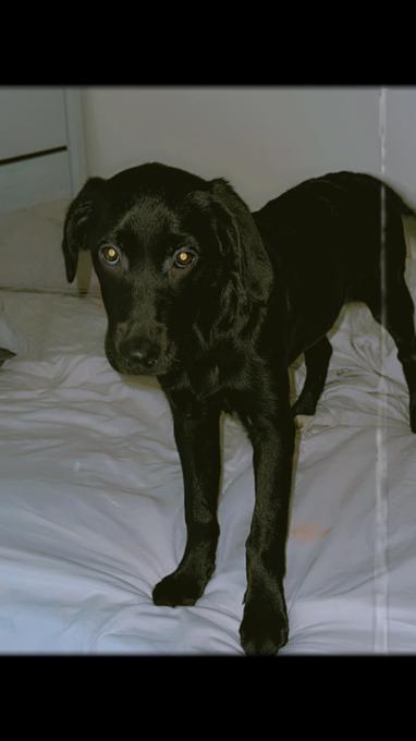 Lab mixed with golden