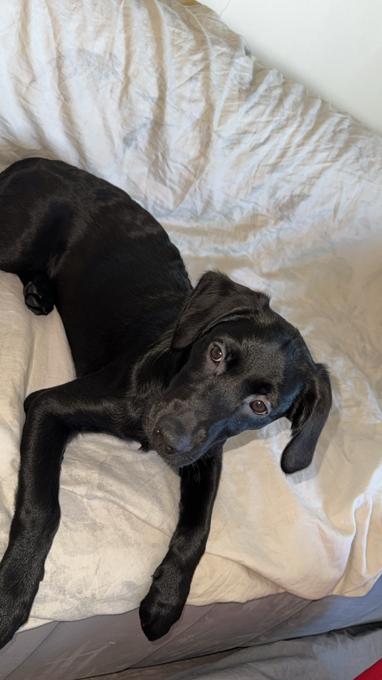 Lab mixed with golden