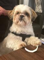 Shih Tzu