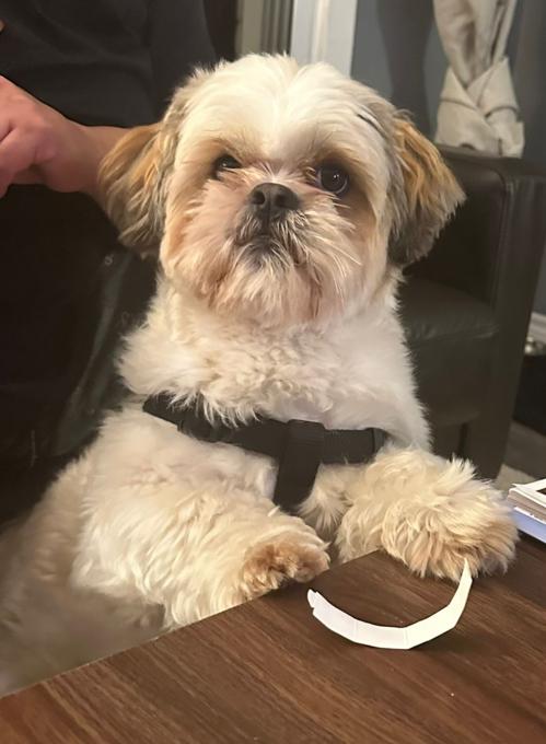 Shih Tzu
