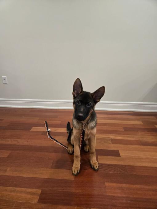 Fully German shepherd
