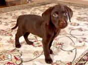 Chocolate Labrador