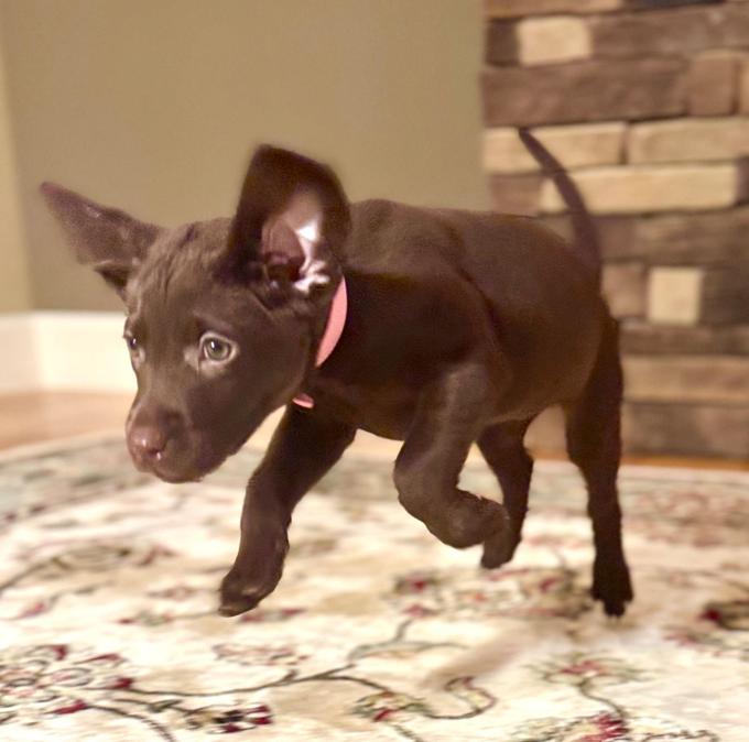 Chocolate Labrador