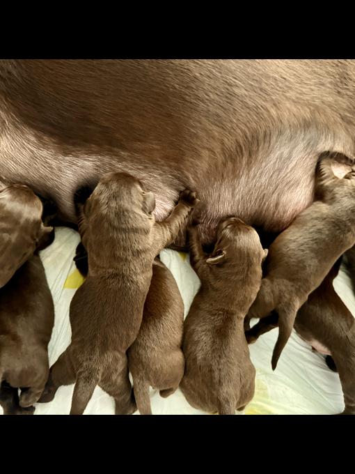 Chocolate Labrador