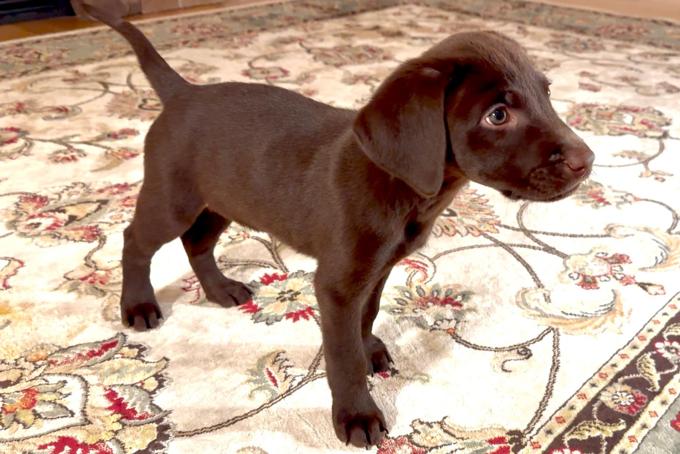 Chocolate Labrador