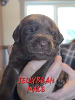 Labradors