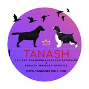 English Springer Spaniels