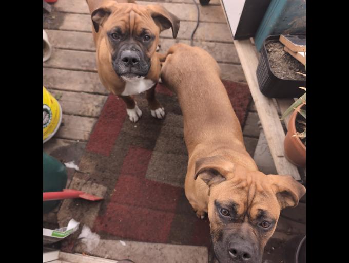 Boxer/mastiff