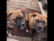 Boxer/mastiff