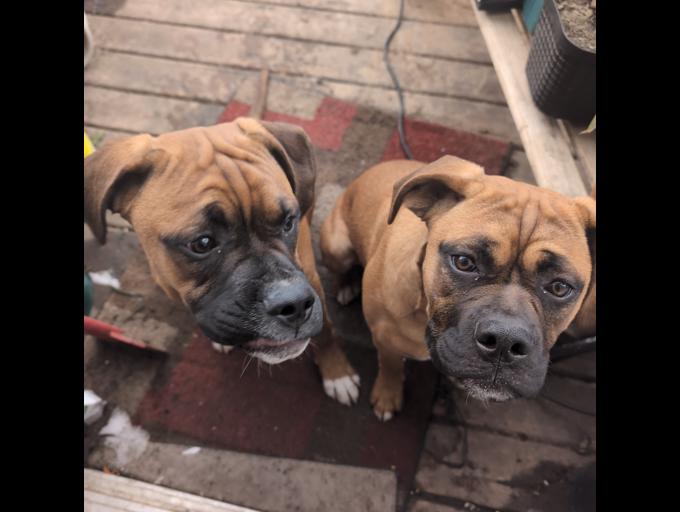 Boxer/mastiff
