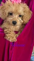 Toy poodle