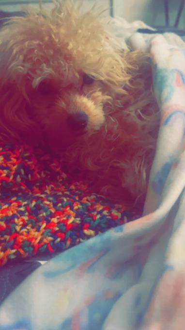 Toy poodle