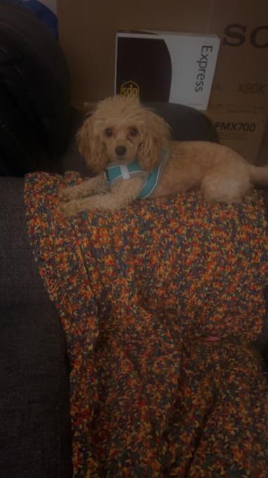 Toy poodle