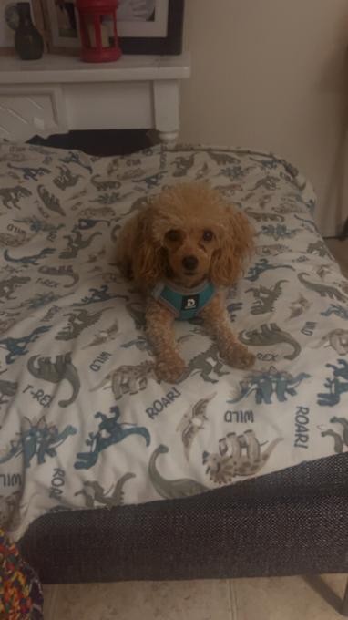 Toy poodle