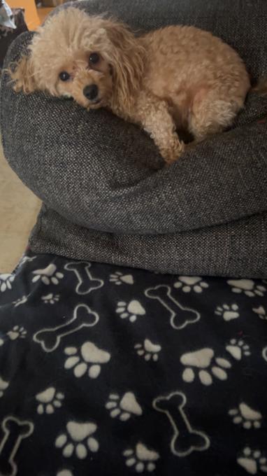 Toy poodle