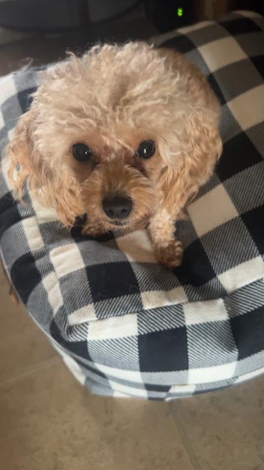 Toy poodle