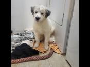 Great pyrenees mix