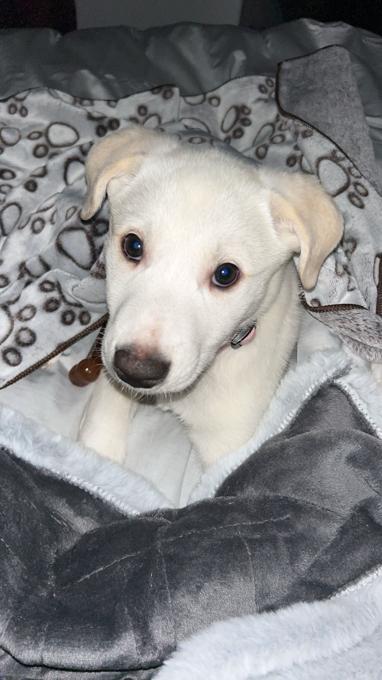 Great pyrenees mix