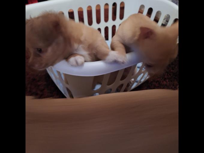 Chihuahua