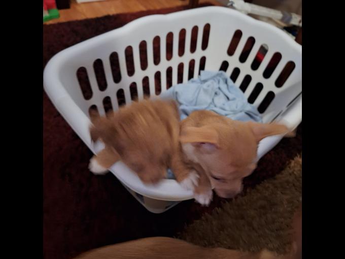 Chihuahua