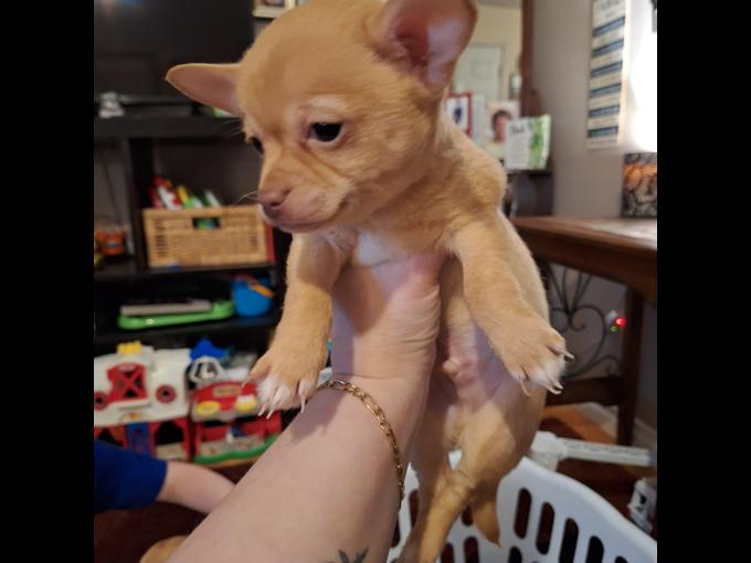 Chihuahua