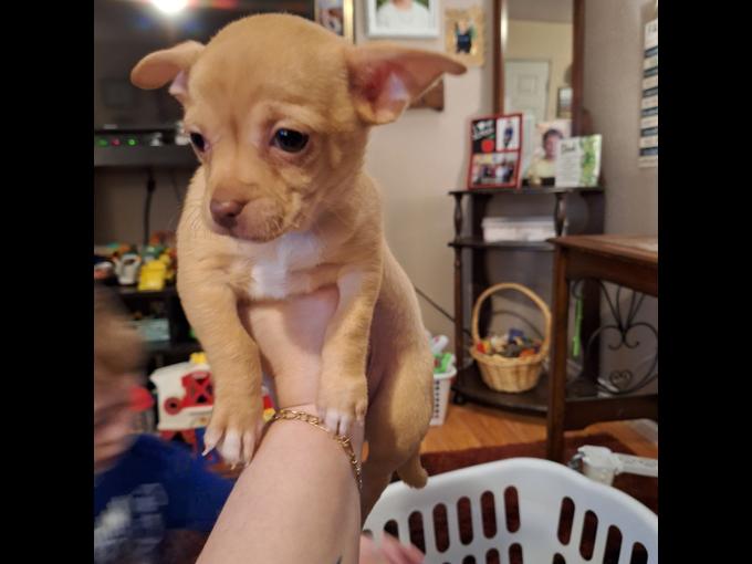 Chihuahua