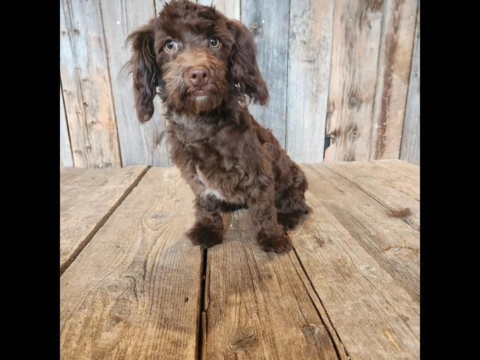 Shihpoo