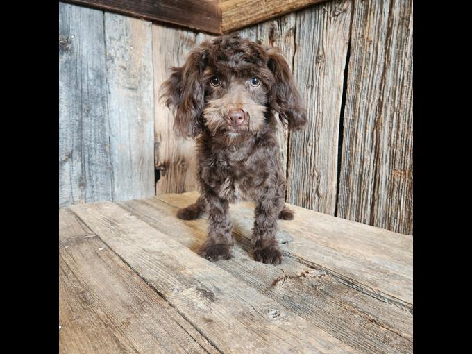 Shihpoo