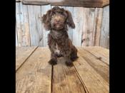 Shihpoo