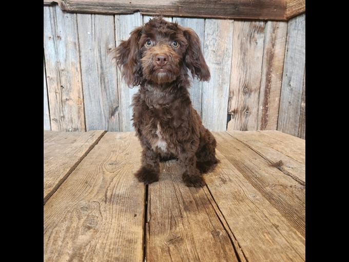 Shihpoo
