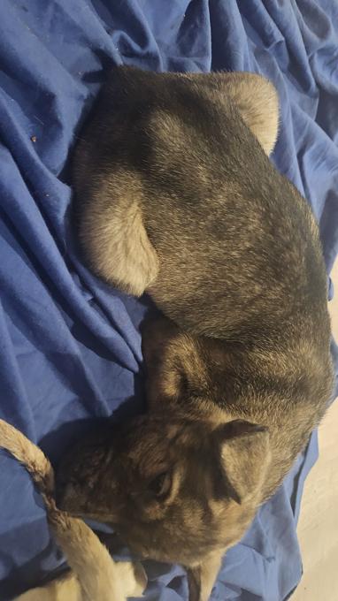 German Shepard X Pitbull