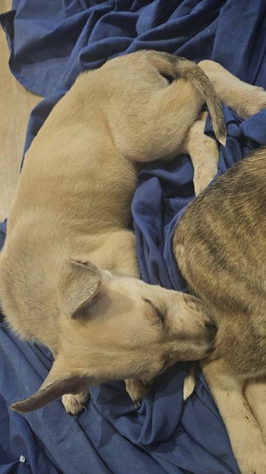 German Shepard X Pitbull