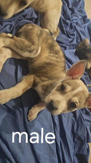 German Shepard X Pitbull