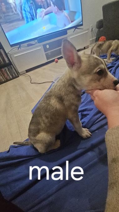 German Shepard X Pitbull