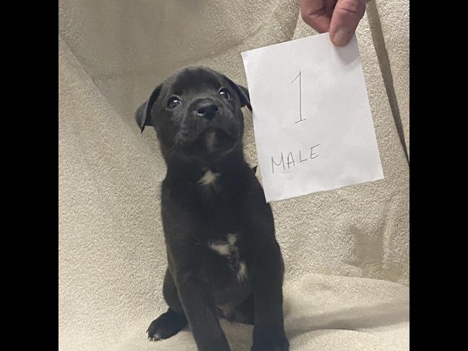 Boxer cross